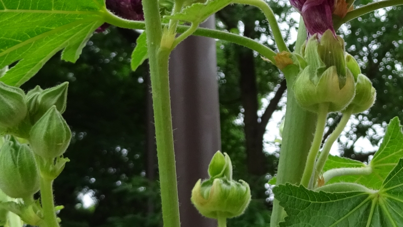 タチアオイの花 川崎市幸区さいわいふるさと公園