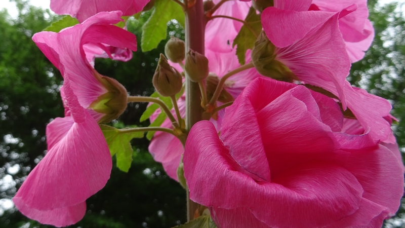 タチアオイの花 川崎市幸区さいわいふるさと公園