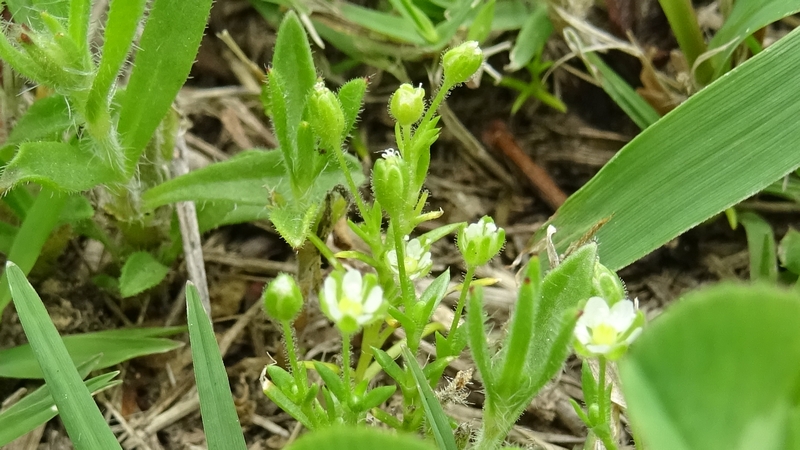 ノミノツヅリの花 川崎市幸区