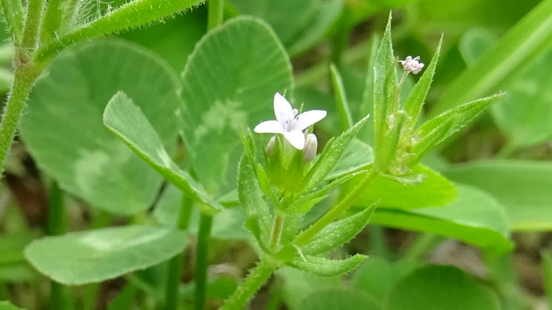 ハナヤエムグラの花 川崎市幸区
