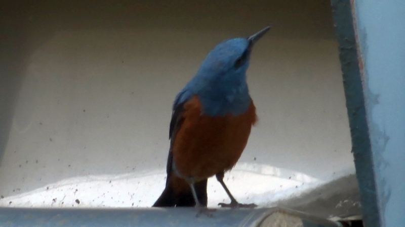 イソヒヨドリ 横浜市旭区中希望が丘