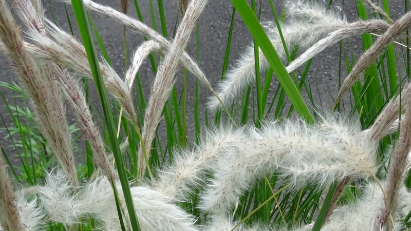 チガヤの穂 横浜市旭区今宿南町