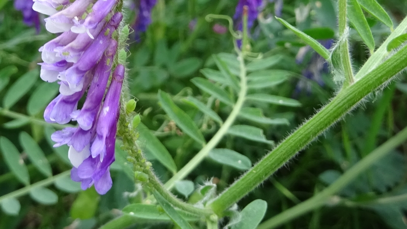 ビロードクサフジのアブラムシ 横浜市旭区今宿南町