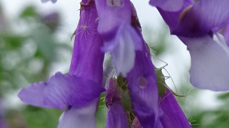 ビロードクサフジのアブラムシ 横浜市旭区今宿南町