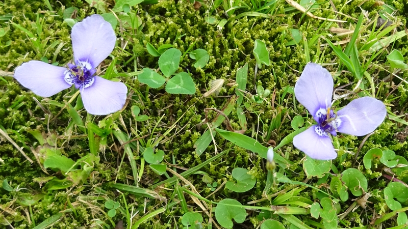 チリアヤメの花 横浜市旭区今宿南町
