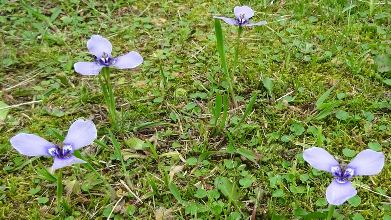 チリアヤメの花 横浜市旭区今宿南町