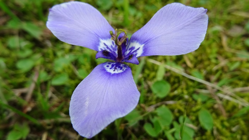 チリアヤメの花 横浜市旭区今宿南町
