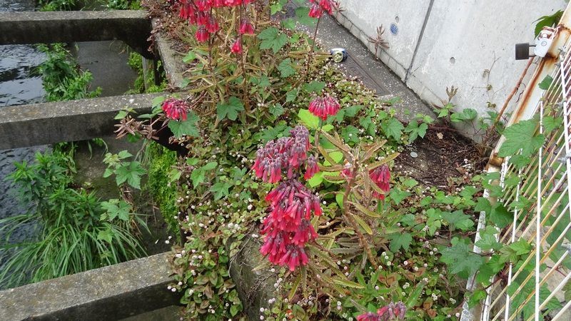 コダカラベンケイの花 横浜市旭区東希望が丘