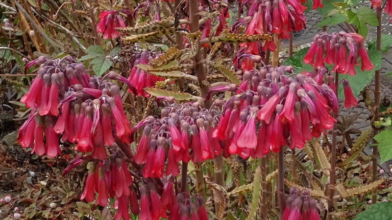 コダカラベンケイの花 横浜市旭区東希望が丘