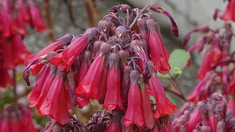 コダカラベンケイの花 横浜市旭区東希望が丘