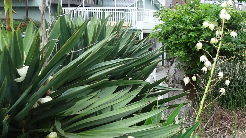 アツバキミガヨランの花 横浜市旭区二俣川
