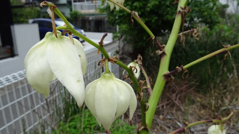 アツバキミガヨランの花 横浜市旭区二俣川