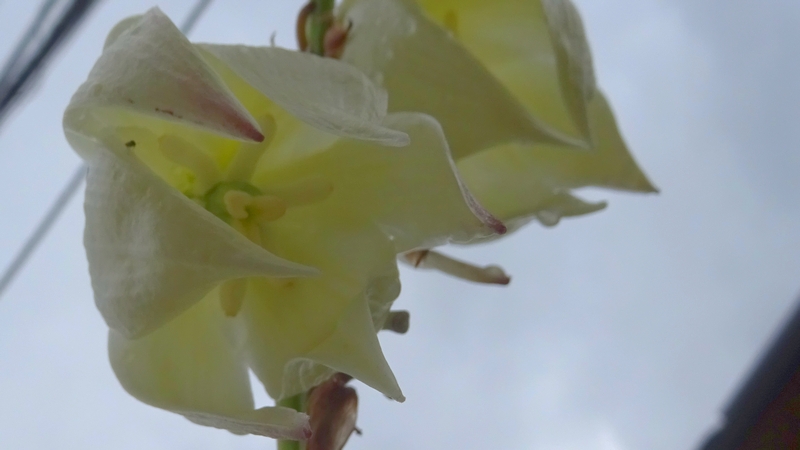 アツバキミガヨランの花 横浜市旭区二俣川