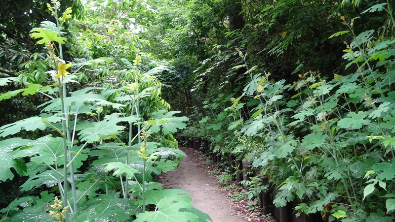 タケニグサ 横浜市旭区南本宿町南本宿公園