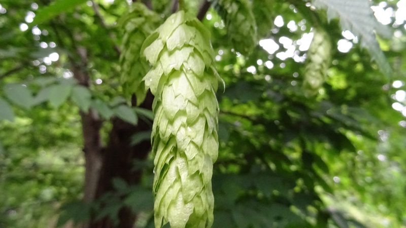 クマシデの果穂 横浜市旭区南本宿町南本宿公園