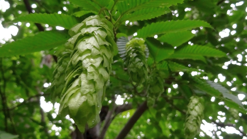 クマシデの果穂 横浜市旭区南本宿町南本宿公園