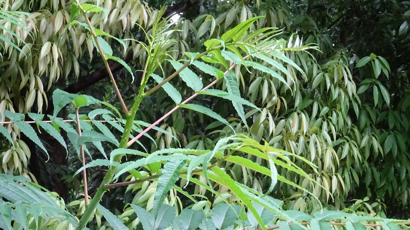 カラスザンショウ 横浜市旭区南本宿町南本宿公園