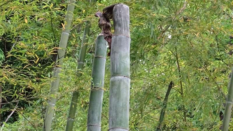 モウソウチク 横浜市旭区南本宿町南本宿公園