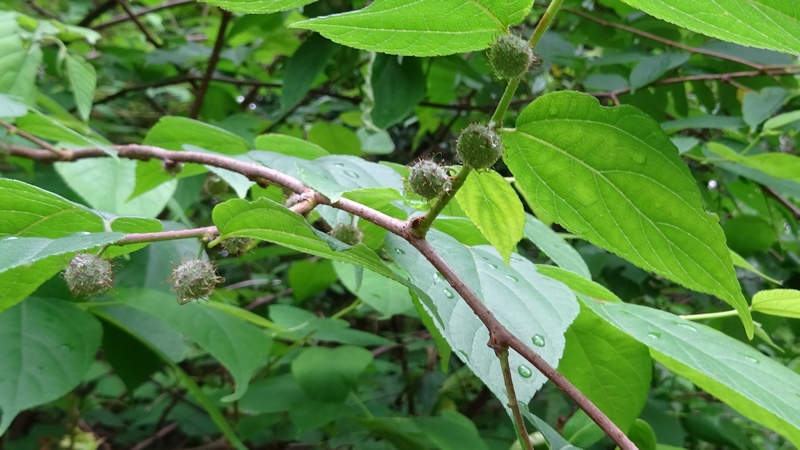 ヒメコウゾの若い果実 横浜市旭区南本宿町南本宿公園