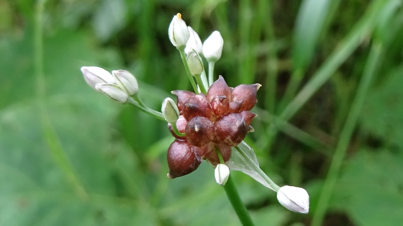 ノビルの蕾と珠芽 横浜市旭区南本宿町南本宿公園