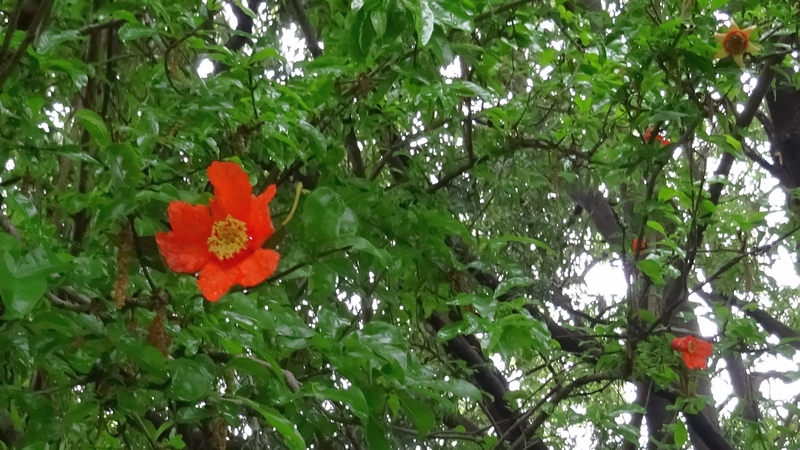 ザクロの花 横浜市旭区南本宿町南本宿公園