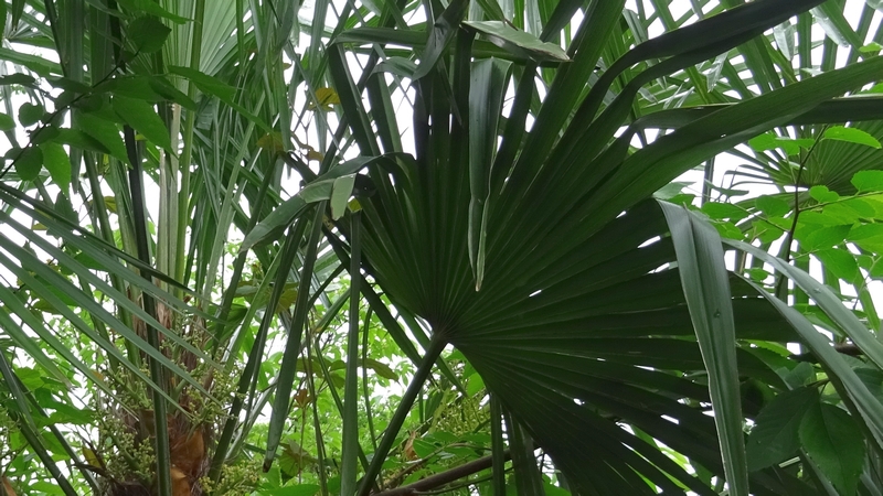 シュロの雌株 横浜市旭区南本宿町南本宿公園