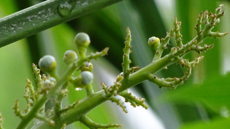 シュロの若い実 横浜市旭区南本宿町南本宿公園