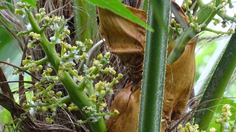 シュロの雌花 横浜市旭区南本宿町南本宿公園