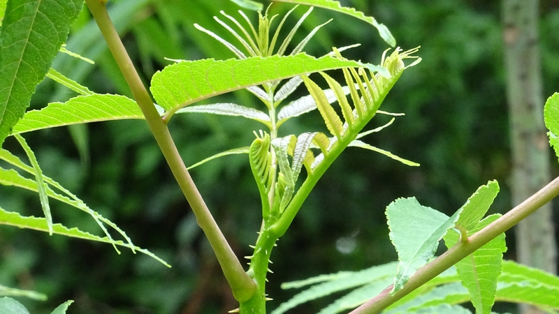 カラスザンショウ 横浜市旭区大池町こども自然公園