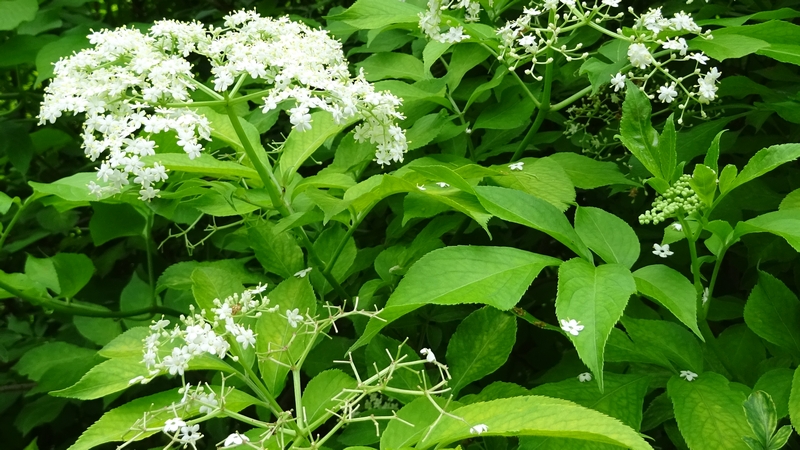 ニワトコの花 横浜市旭区大池町こども自然公園