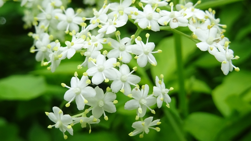 ニワトコの花 横浜市旭区大池町こども自然公園