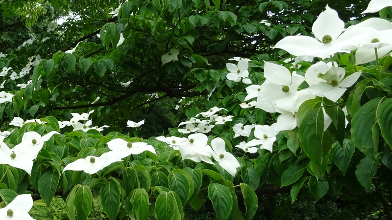 ヤマボウシの花 横浜市旭区大池町こども自然公園