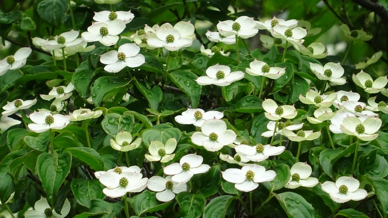 小型のヤマボウシの花 横浜市旭区大池町こども自然公園