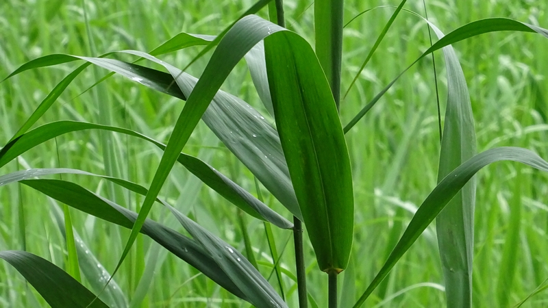 ヨシ 横浜市旭区大池町こども自然公園
