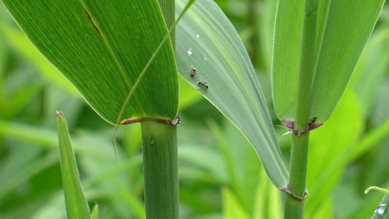ヨシ 横浜市旭区大池町こども自然公園