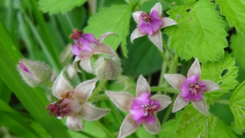 ナワシロイチゴの花 横浜市旭区大池町こども自然公園