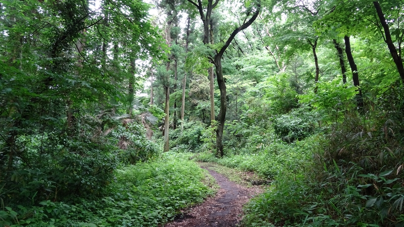 大池公園 横浜市旭区大池町こども自然公園