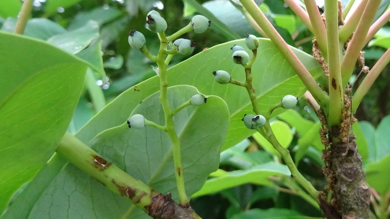 ユズリハの若い果実 横浜市旭区大池町こども自然公園