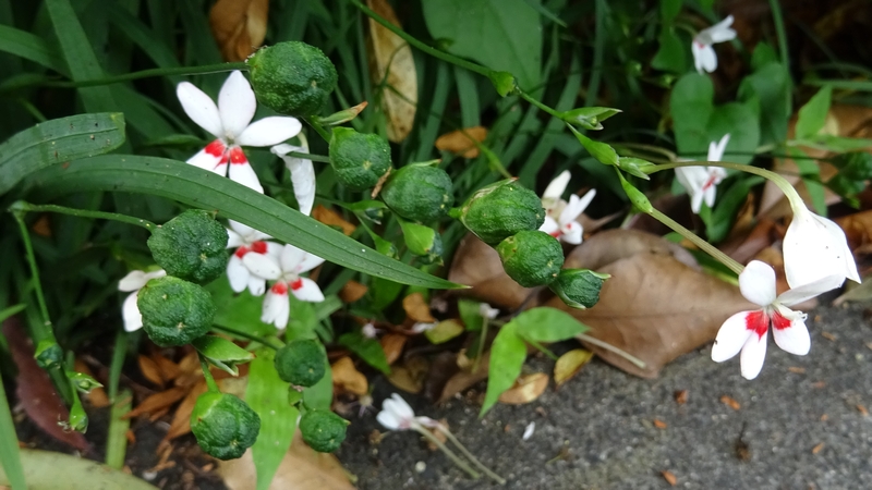 ヒメヒオウギの花と若い果実 横浜市旭区柏町