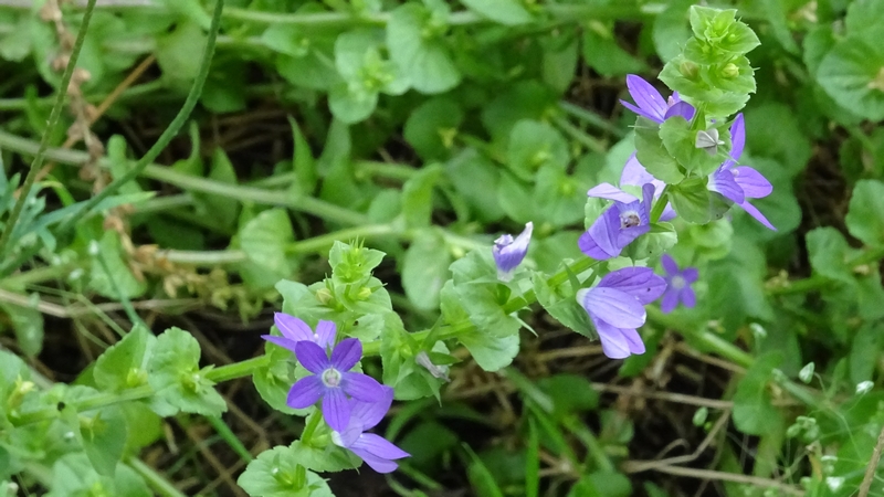 キキョウソウの花 横浜市旭区柏町
