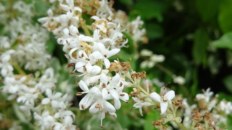 コミノネズミモチの花 横浜市旭区柏町
