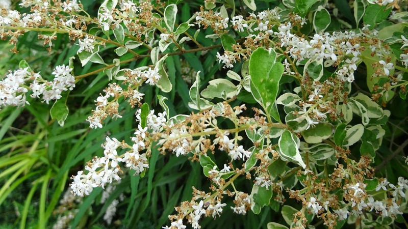 コミノネズミモチの花 横浜市旭区柏町