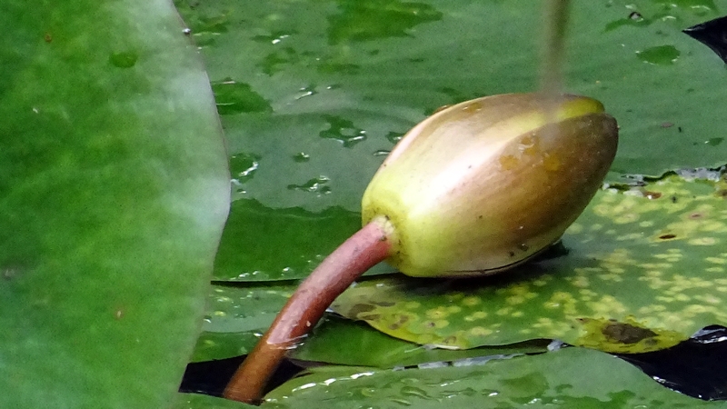 スイレンの蕾 川崎市幸区さいわいふるさと公園
