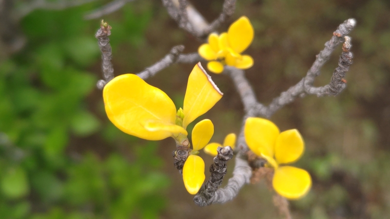 コクチナシの若葉 川崎市幸区