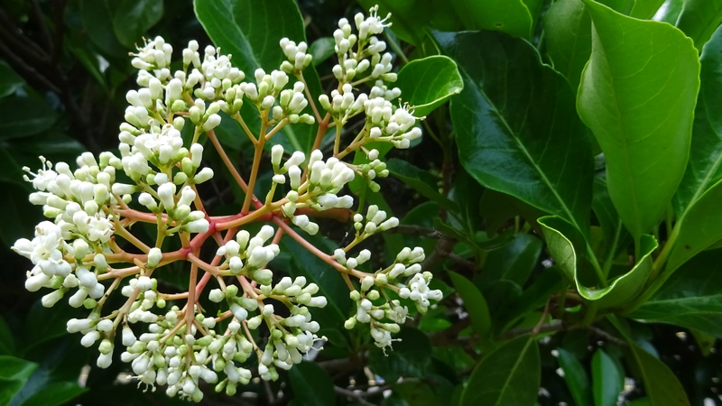 サンゴジュの蕾 横浜市旭区今宿南町