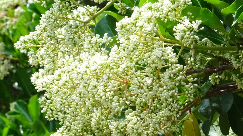 サンゴジュの蕾 横浜市旭区今宿南町