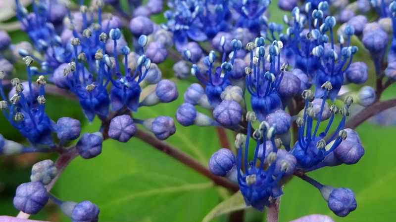 アジサイの花 川崎市幸区さいわいふるさと公園