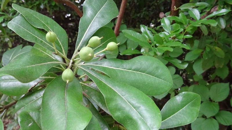 トベラの若い実 川崎市幸区さいわいふるさと公園