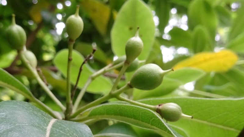 トベラの若い実 川崎市幸区さいわいふるさと公園