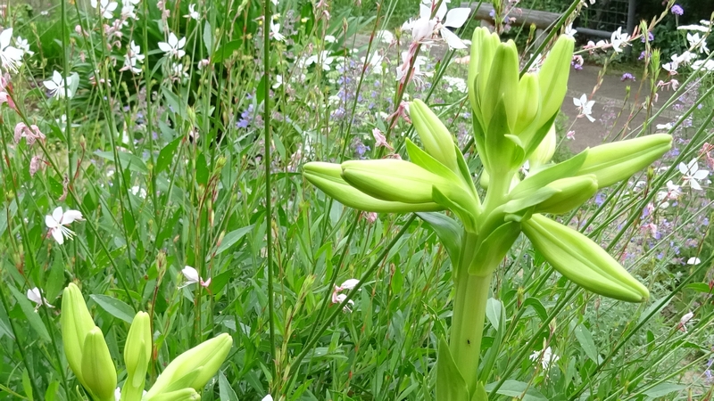 テッポウユリの蕾 川崎市幸区さいわいふるさと公園